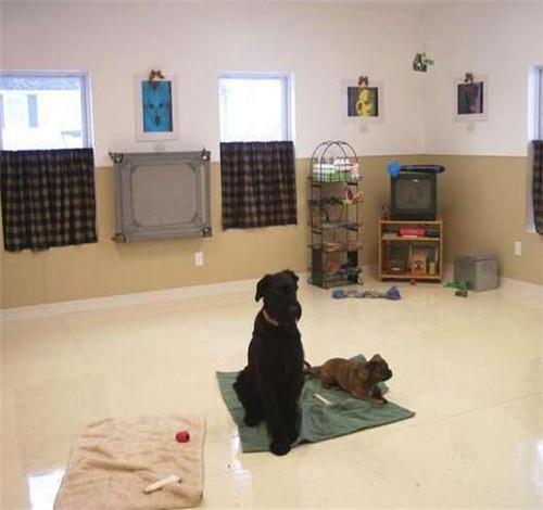 家里养狗装修要注意什么 为什么养狗家里装木地板不好